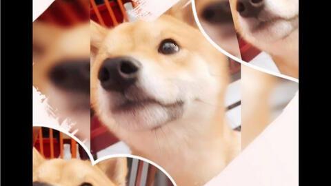 柴犬吃哈密瓜好吗视频,美味还是禁忌？