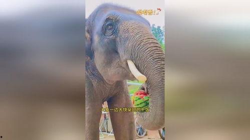 大象吃大肚瓜视频在线观看,一场奇妙的自然盛宴