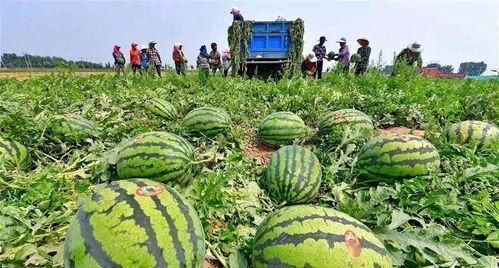 永年河北铺吃瓜视频,一场吃瓜盛宴背后的故事