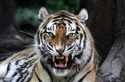 大老虎吃瓜视频,揭秘动物界的趣味瞬间