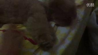 吃瓜打人小视频大全,小视频大全揭秘网络暴力现象