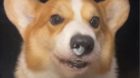 柯基犬吃哈密瓜视频播放,萌态百出视频播放量飙升