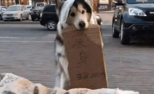 吃瓜群众小二狗视频,揭秘娱乐圈幕后故事