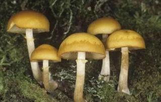 大瓜头吃毒蘑菇视频,惊险求生记