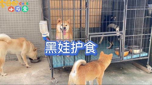 美女跟狗吃瓜视频网站,温馨视频走红网络