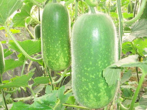 吃瓜视频大全减肥教程,轻松跟随瓜界减肥达人，轻松瘦身不费力