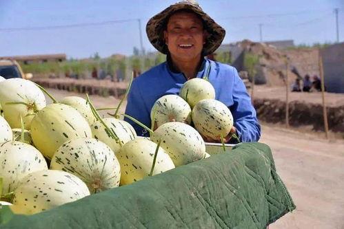 藏族吃瓜视频,揭秘藏族同胞的独特“吃瓜”文化