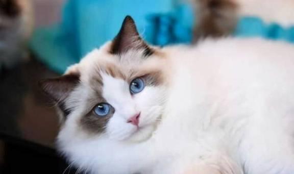 布偶猫吃瓜视频大全