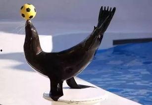 海狮吃瓜视频大全,萌态十足视频大全